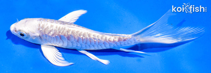 4" GINRIN ARAGOKE PLATINUM OGON BUTTERFLY