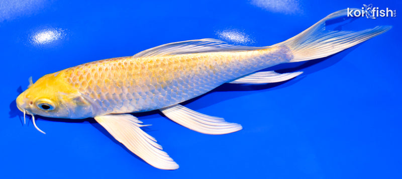 7.75" LEMON HARIWAKE BUTTERFLY
