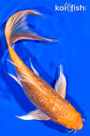 7.75" GINRIN ORENJI OGON BUTTERFLY