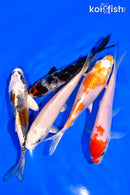 PACK OF (5) 3-4" MIXED STANDARD KOI