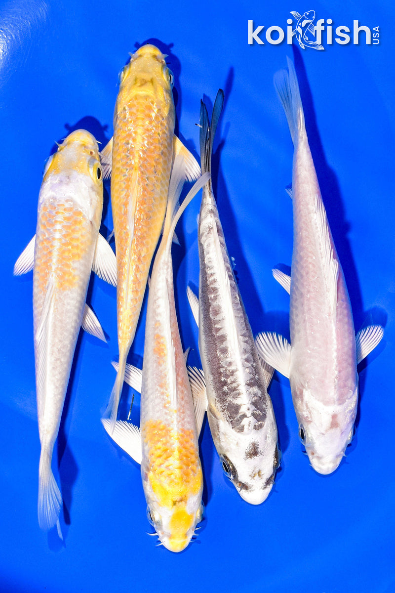 PACK OF (5) 4-5" STANDARD KOI