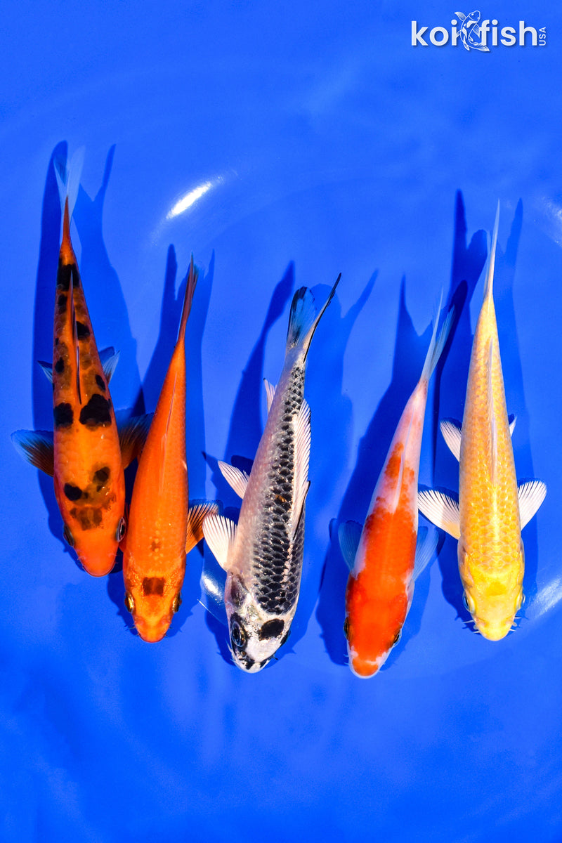 PACK OF (5) 4-5" STANDARD KOI