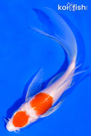 5.5" MARUTEN KOHAKU BUTTERFLY