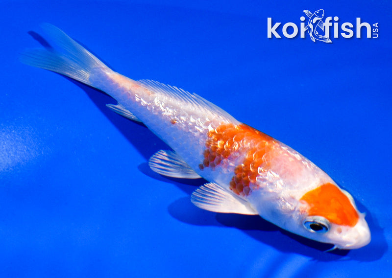 4.5" GINRIN HARIWAKE