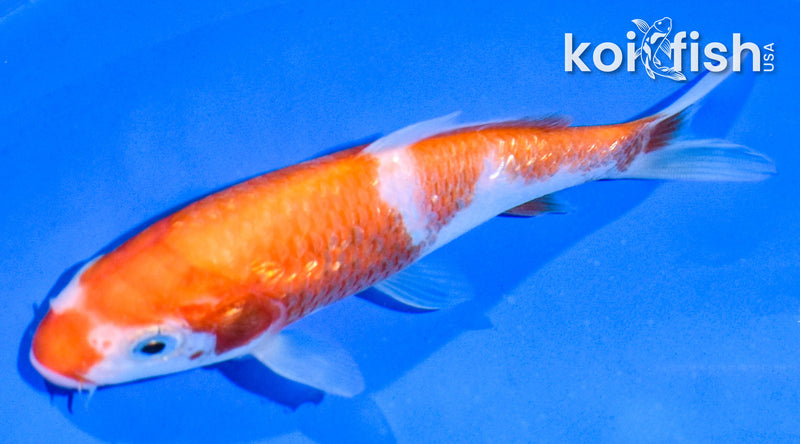 5" GINRIN INAZUMA KOHAKU