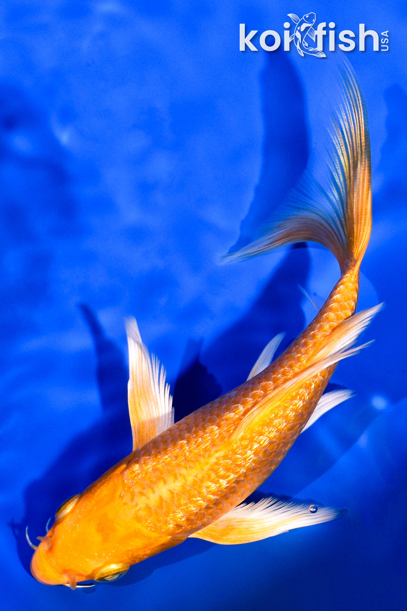 5.5" GINRIN ORENJI OGON BUTTERFLY