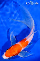 7" HARIWAKE BUTTERFLY