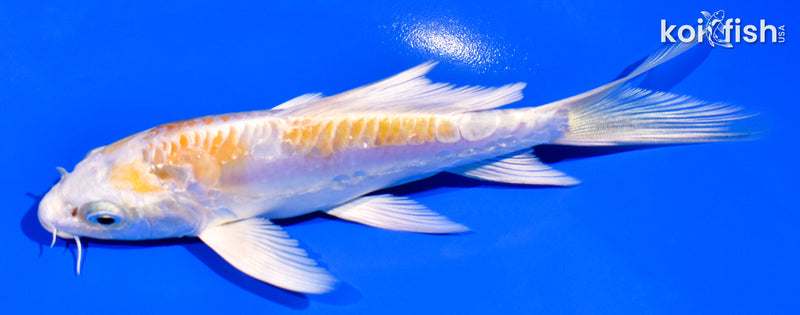 5.5" ARAGOKE LEMON HARIWAKE BUTTERFLY