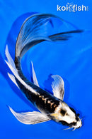 6.25" KIN KIKOKURYU BUTTERFLY