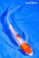 6" GINRIN NIDAN KOHAKU BUTTERFLY