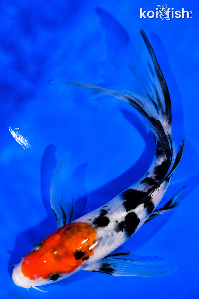 7.25" SANKE BUTTERFLY