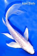 6.5" GINRIN ARAGOKE PLATINUM OGON BUTTERFLY