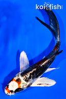 5.25" BENI KIKOKURYU BUTTERFLY