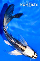 5.25" KIKOKURYU BUTTERFLY