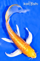 7.5" DOITSU YAMABUKI OGON BUTTERFLY