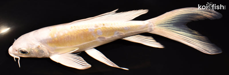 7.5" DOITSU LEMON HARIWAKE BUTTERFLY