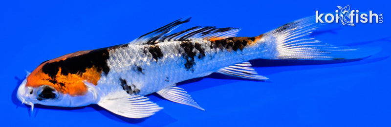 4" YAMATO NISHIKI BUTTERFLY