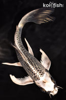 7.25" GINGA BUTTERFLY