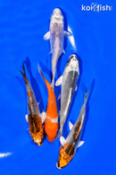 PACK OF (5) 3"- 4" STANDARD KOI