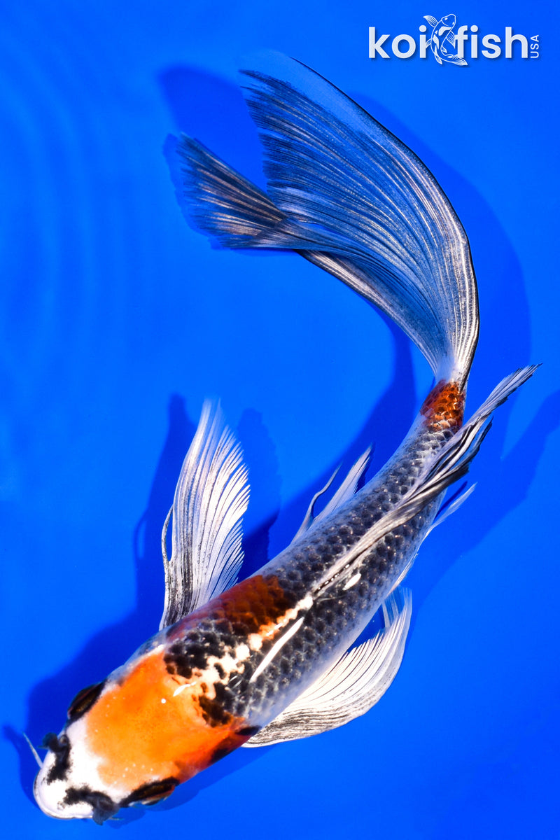 7.25" KUJAKU BUTTERFLY