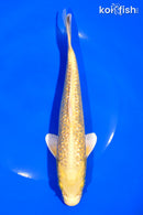 8" GINRIN YAMABUKI OGON