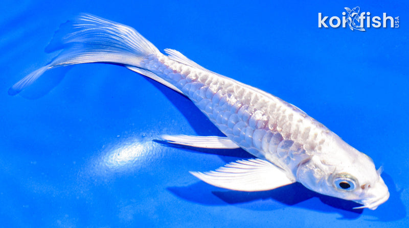 4" GINRIN ARAGOKE PLATINUM OGON BUTTERFLY