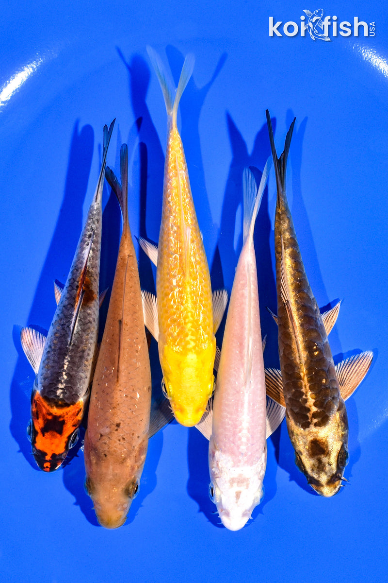 PACK OF (5) 4-5" STANDARD KOI