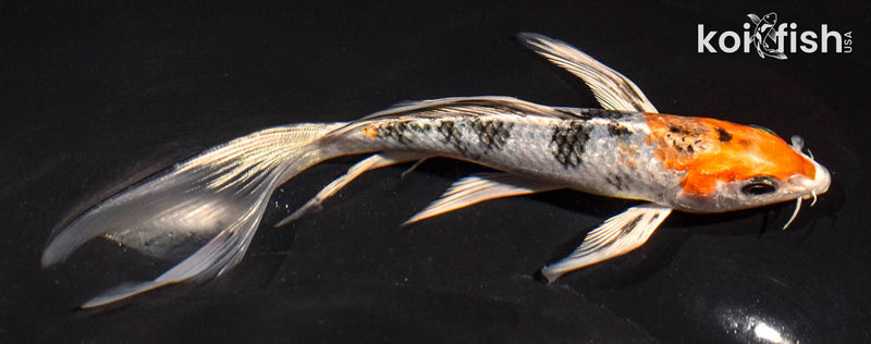 6" YAMATO NISHIKI BUTTERFLY