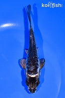 5.25" ARAGOKE KIKOKURYU