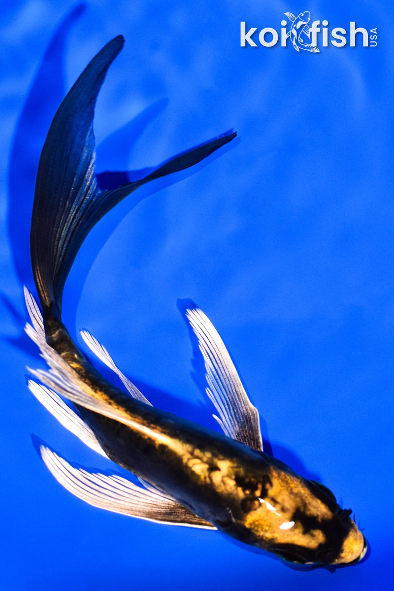 5.5" KABUTO BUTTERFLY