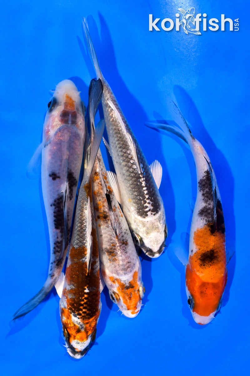PACK OF (5) 3-4" MIXED STANDARD KOI