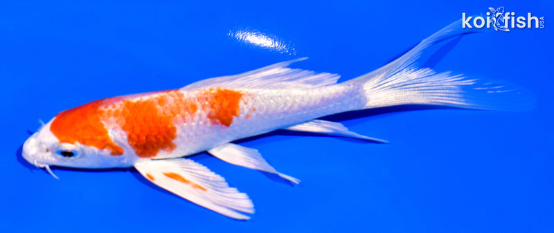 5.25" HARIWAKE BUTTERFLY