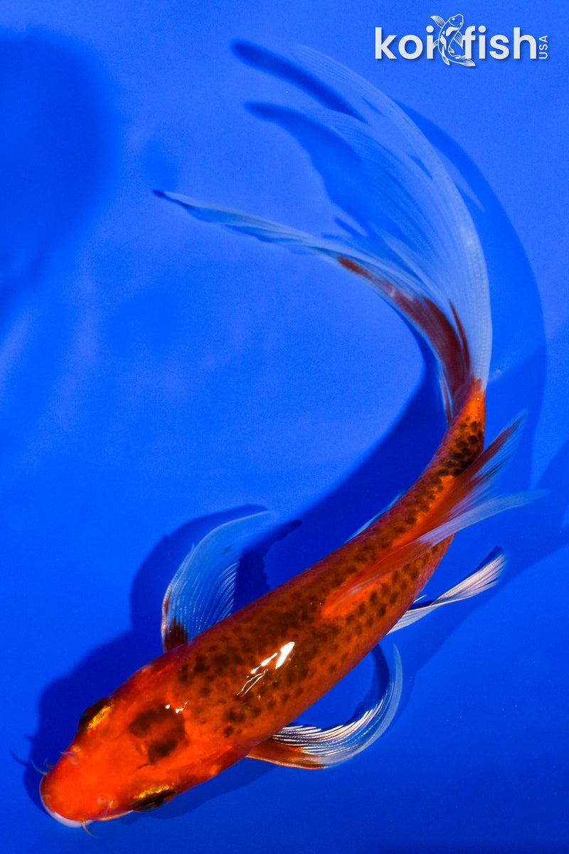 6" AKA MATSUBA BUTTERFLY