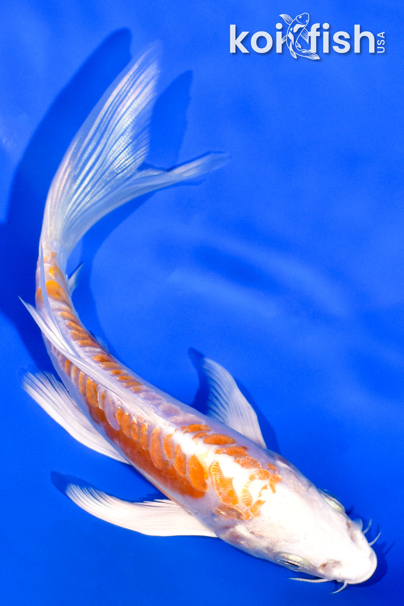 5.5" ARAGOKE KIKUSUI BUTTERFLY