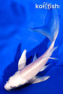 4.75" PLATINUM OGON BUTTERFLY