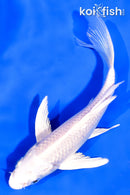5" PLATINUM OGON BUTTERFLY