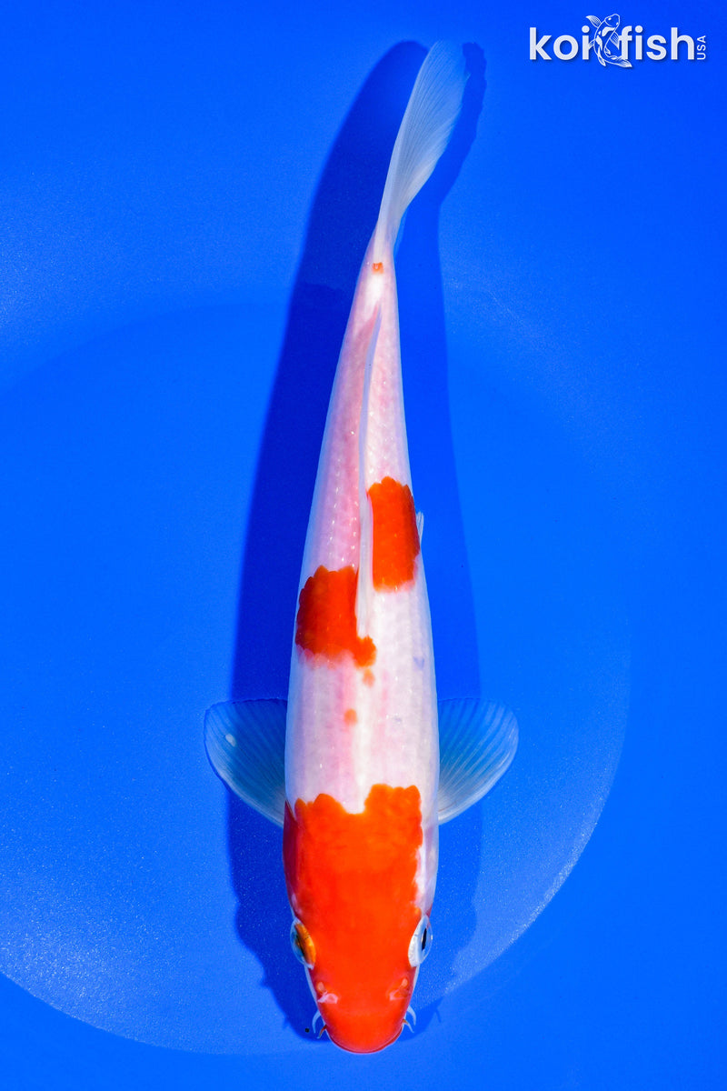 8.75" KOHAKU