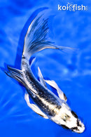 6.5" GINRIN KIKOKURYU BUTTERFLY