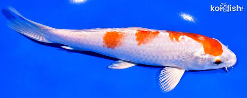 7.5" HARIWAKE