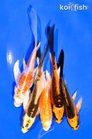 PACK OF (5) 5-6" BUTTERFLY KOI