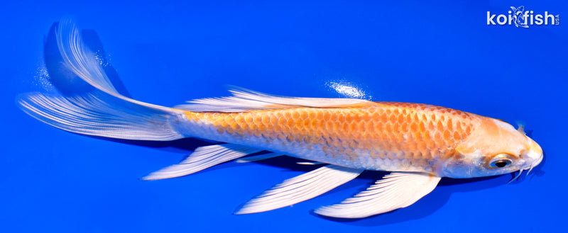7.25" HARIWAKE BUTTERFLY