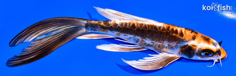 6.75" BENI KIKOKURYU BUTTERFLY