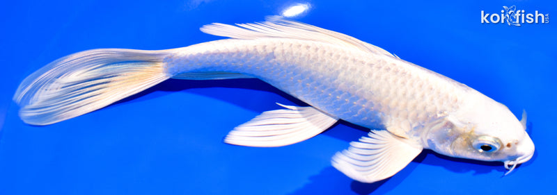 8" PLATINUM OGON BUTTERFLY