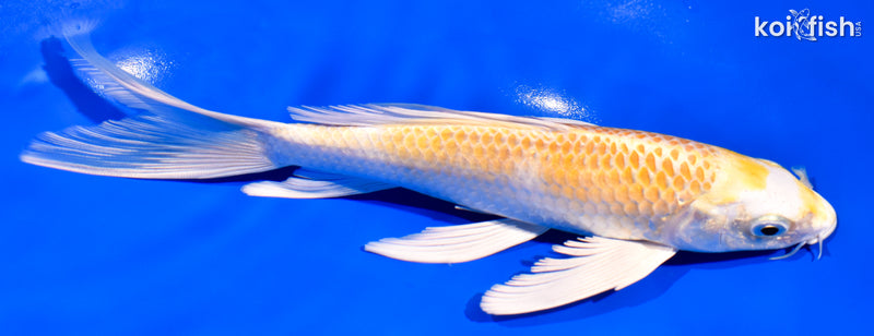 7.75" LEMON HARIWAKE BUTTERFLY