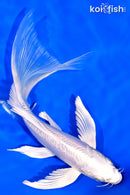 8.25" DOITSU PLATINUM OGON BUTTERFLY