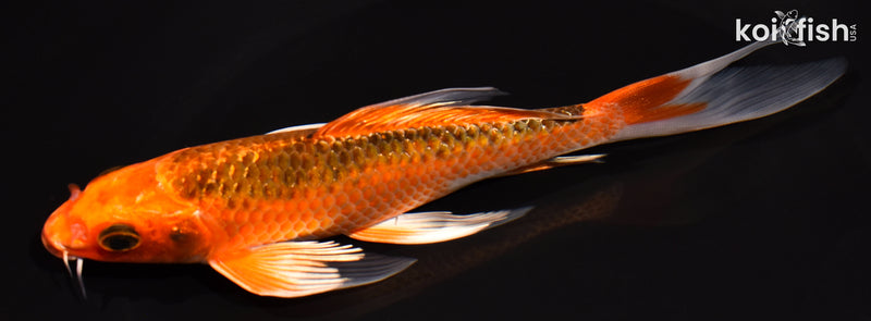 6.75" KUJAKU BUTTERFLY