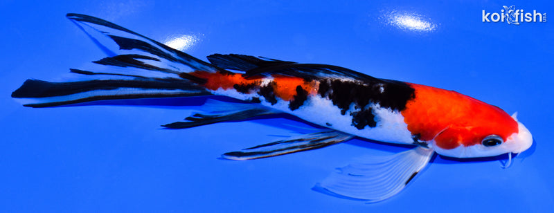 7.25" SANKE BUTTERFLY