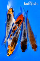 PACK OF (5) 3-4" STANDARD KOI