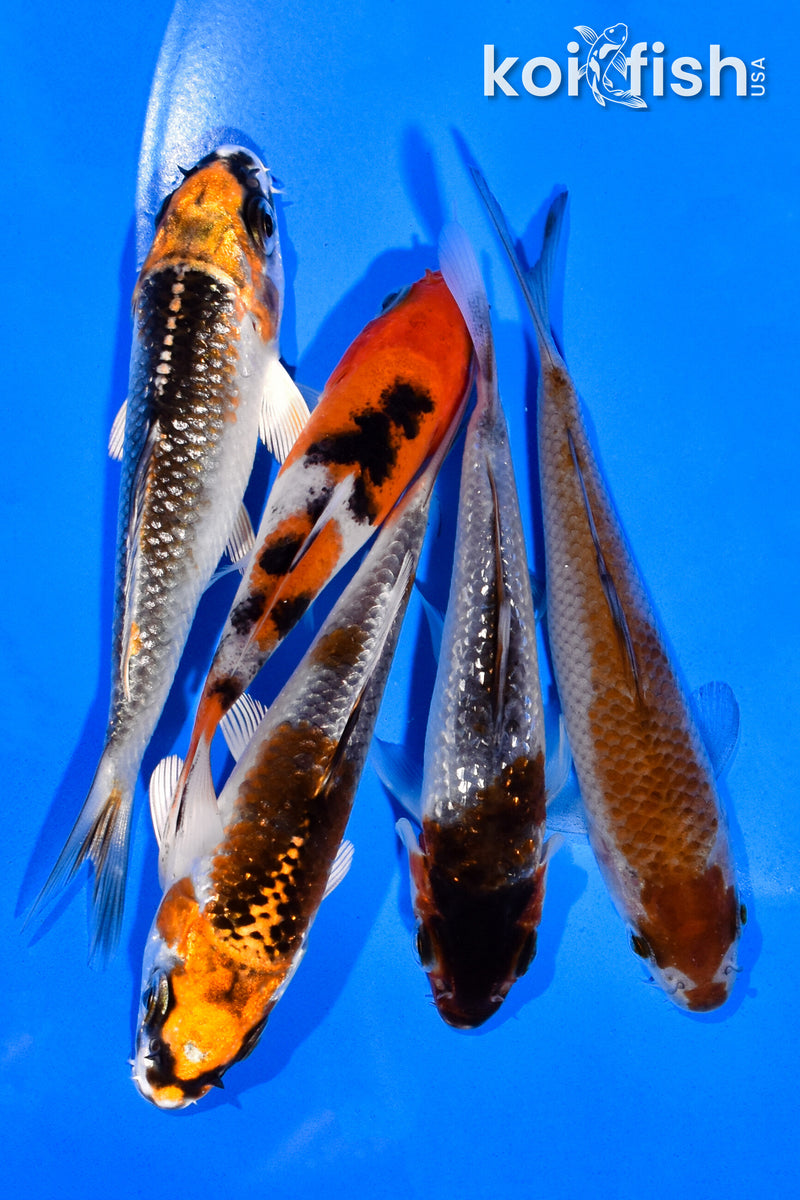 PACK OF (5) 3-4" STANDARD KOI