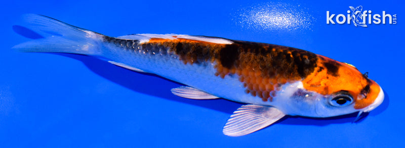 5.25" YAMATO NISHIKI